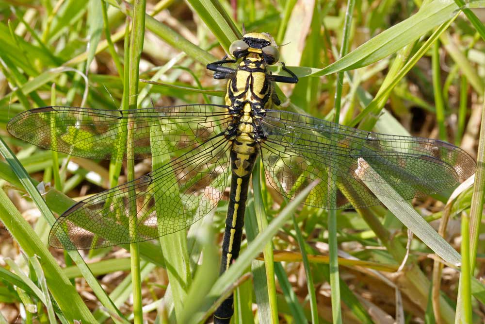 Gomphus_vulgatissimus
